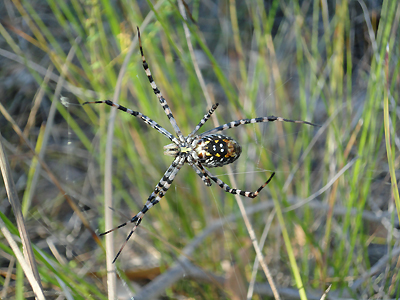 Argiope trifasciata underbelly