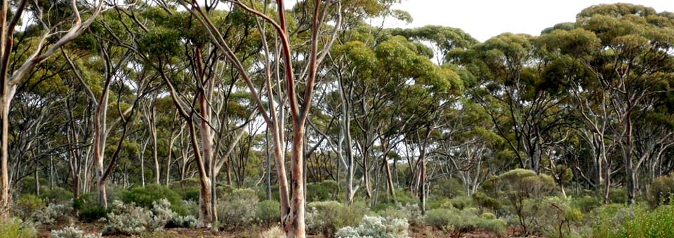 Karlkurla-Park-Kalgoorlie