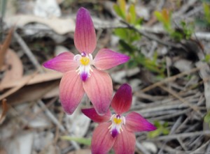 Caladenia latiflora