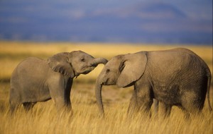 Elephants