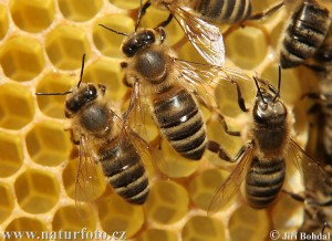 Apis mellifera - the honey bee