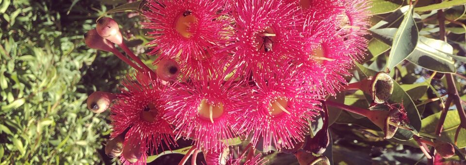 flowering gum